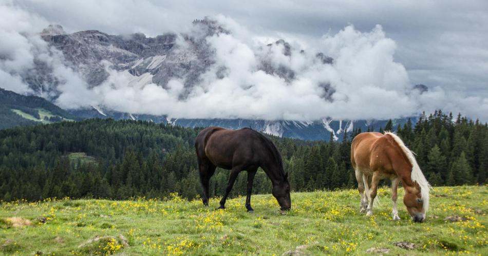 Dieses Bild zeigt eine grüne Wiese mit zwei grasenden Pferden im Vordergrund. Im Hintergrund sind in Wolken versteckte Berge zu sehen.
