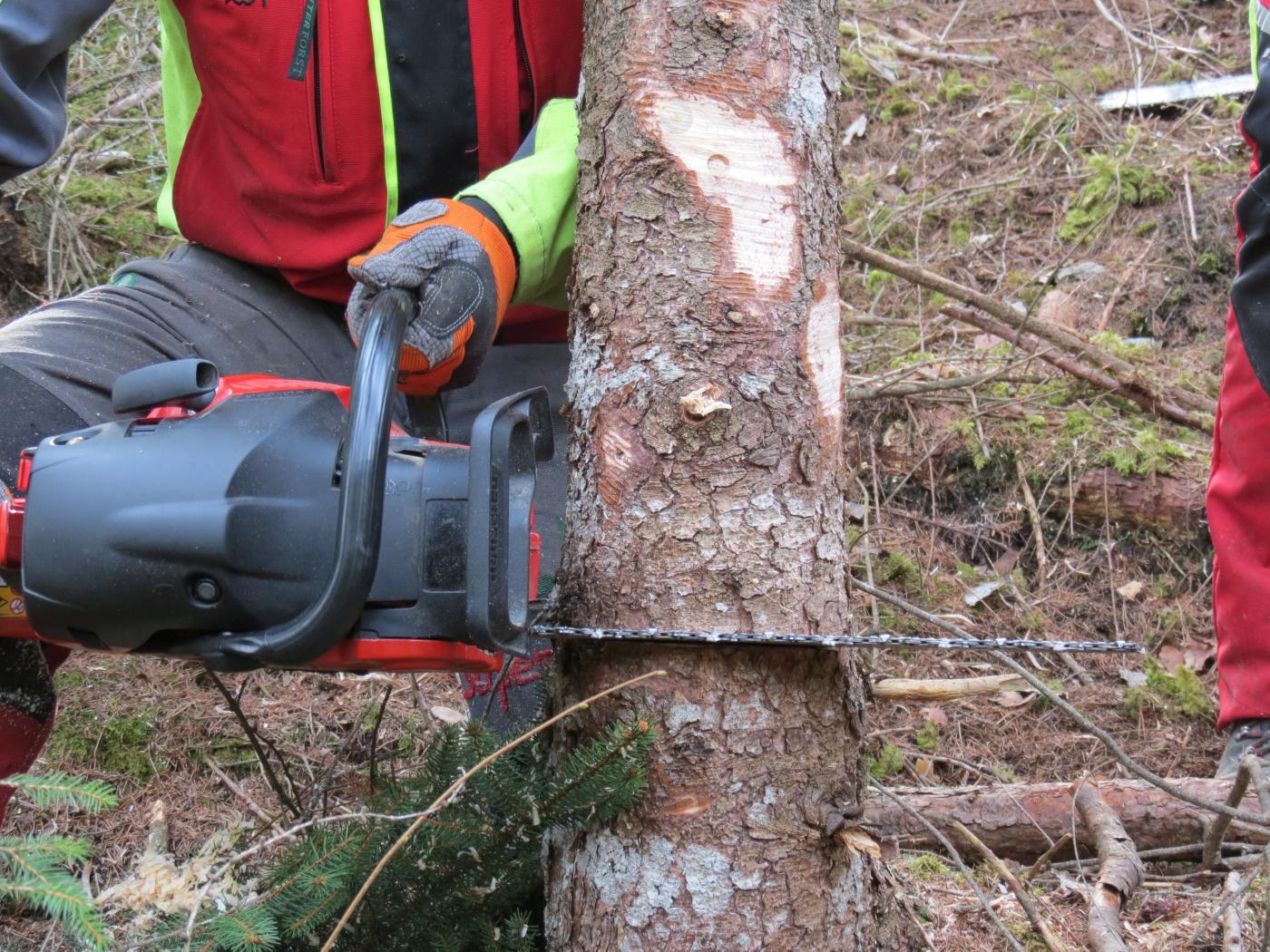 Fällung eines Baumes mit der Motorsäge