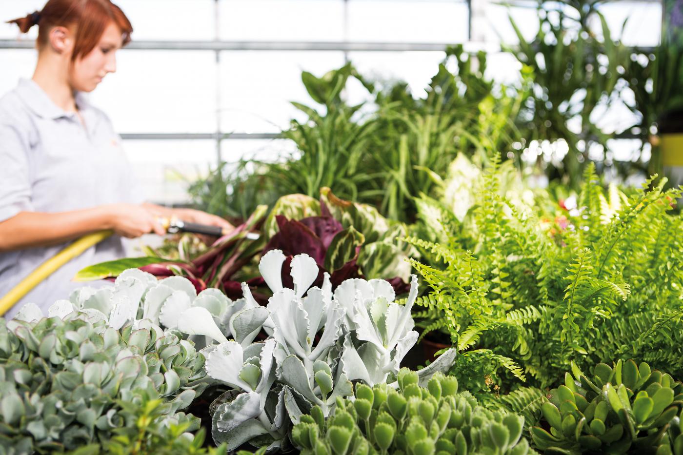 Schülerin der LLA Rotholz/Fachberufsschule für Gartenbau gießt Pflanzen