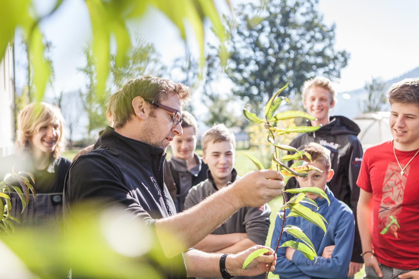 Erklärung Aufbau eines Obstbaumes