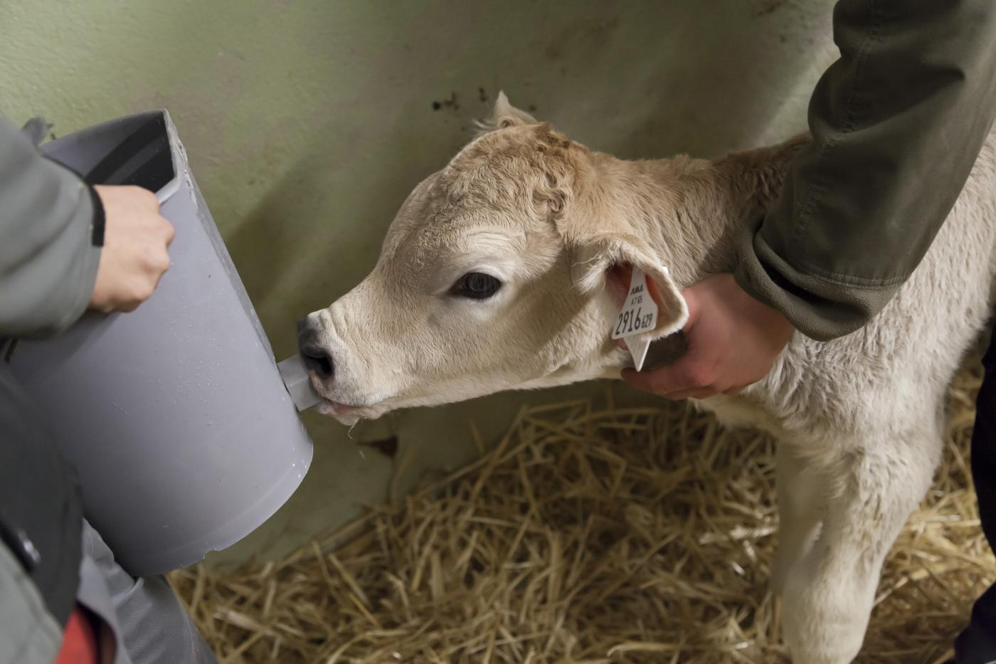 Kälberversorgung Kalb an der Milchtränke