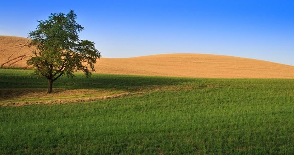 Grüne Wiese mit Baum und Acker im Hintergrund