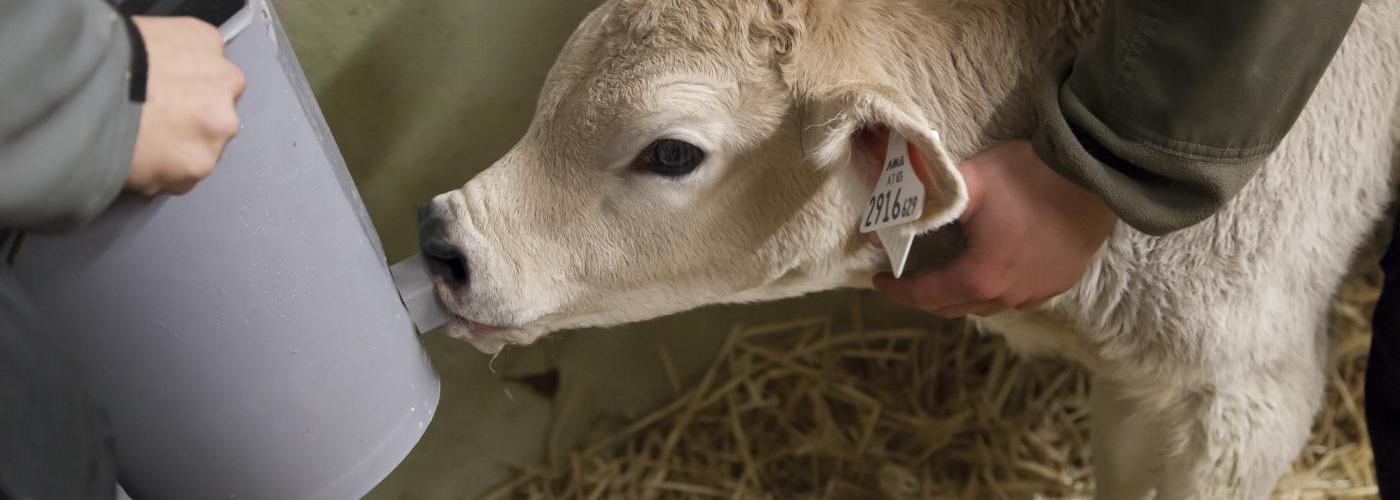 Kalb an der Milchtränke